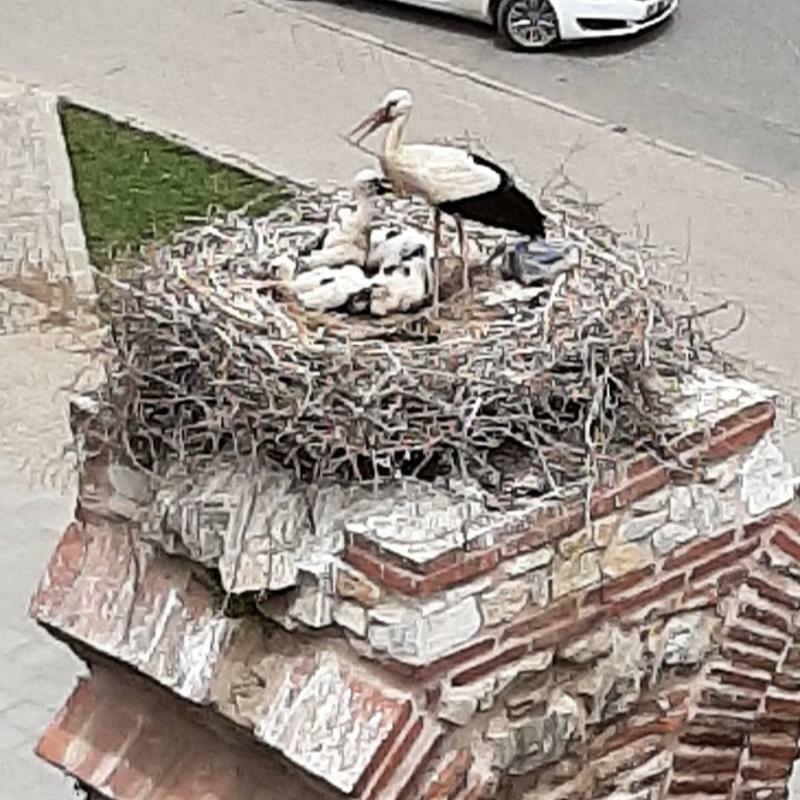 Wallabies Aquaduct Hotel Selcuk Eksteriør bilde